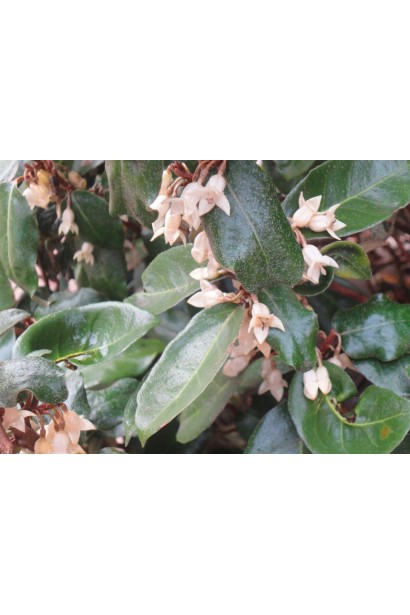 Елеагнус сріблястий окраса вашого саду